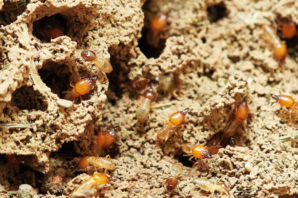 How-to-Protect-Your-Home-From-Termites-4-Signs-You-Need-To-Know-2